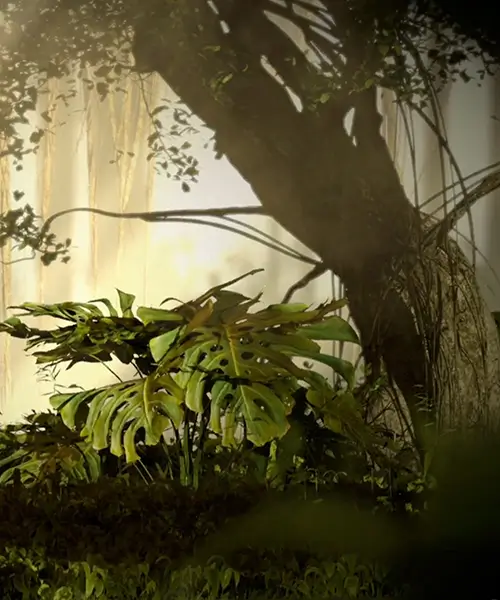 365 Cartier - In the Forest Trail